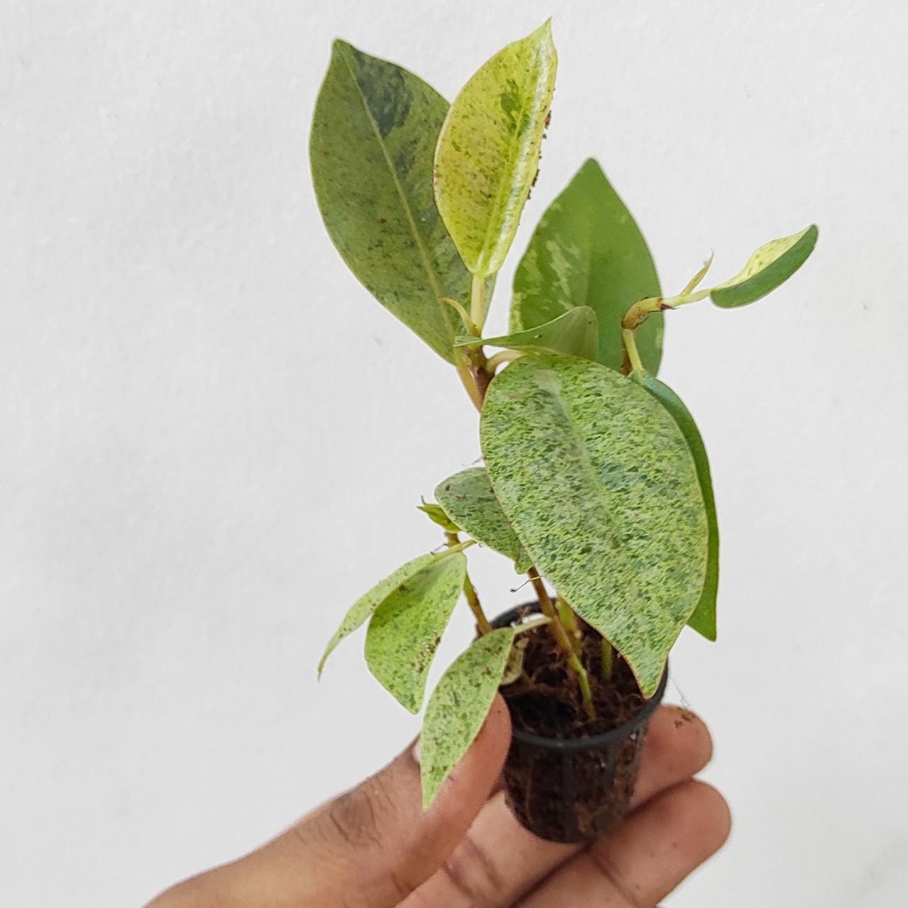 Ficus Elastica Rubber Shivereana (Single large plant ) - Image 2