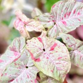 Syngonium Milk Confetti (plant clump jiffy)