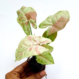 Syngonium Milk Confetti (plant clump jiffy)