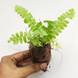 Adiantum miniature button fern (jiffy)