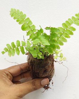 Adiantum miniature button fern (jiffy)