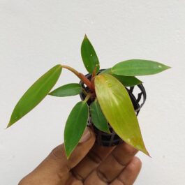 Philodendron prince of orange (small plant)