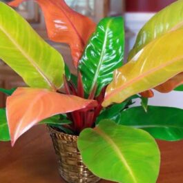Philodendron prince of orange (small plant)