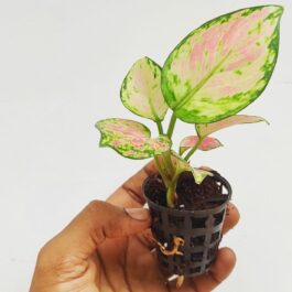 Agalonema red gold (single plant pot)