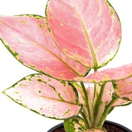 Agalonema red gold (single plant pot)