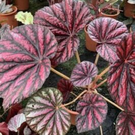 Begonia candy stripe (jiffy sized)