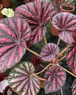 Begonia candy stripe (jiffy sized)
