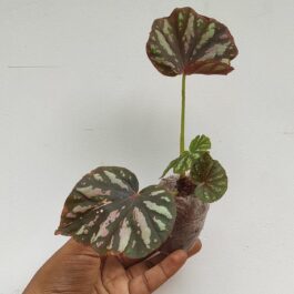 Begonia candy stripe (jiffy sized)