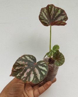Begonia candy stripe (jiffy sized)