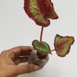 Begonia black knight(single plant jiffy)