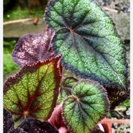 Begonia black knight(single plant jiffy)