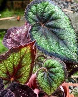 Begonia black knight(single plant jiffy)