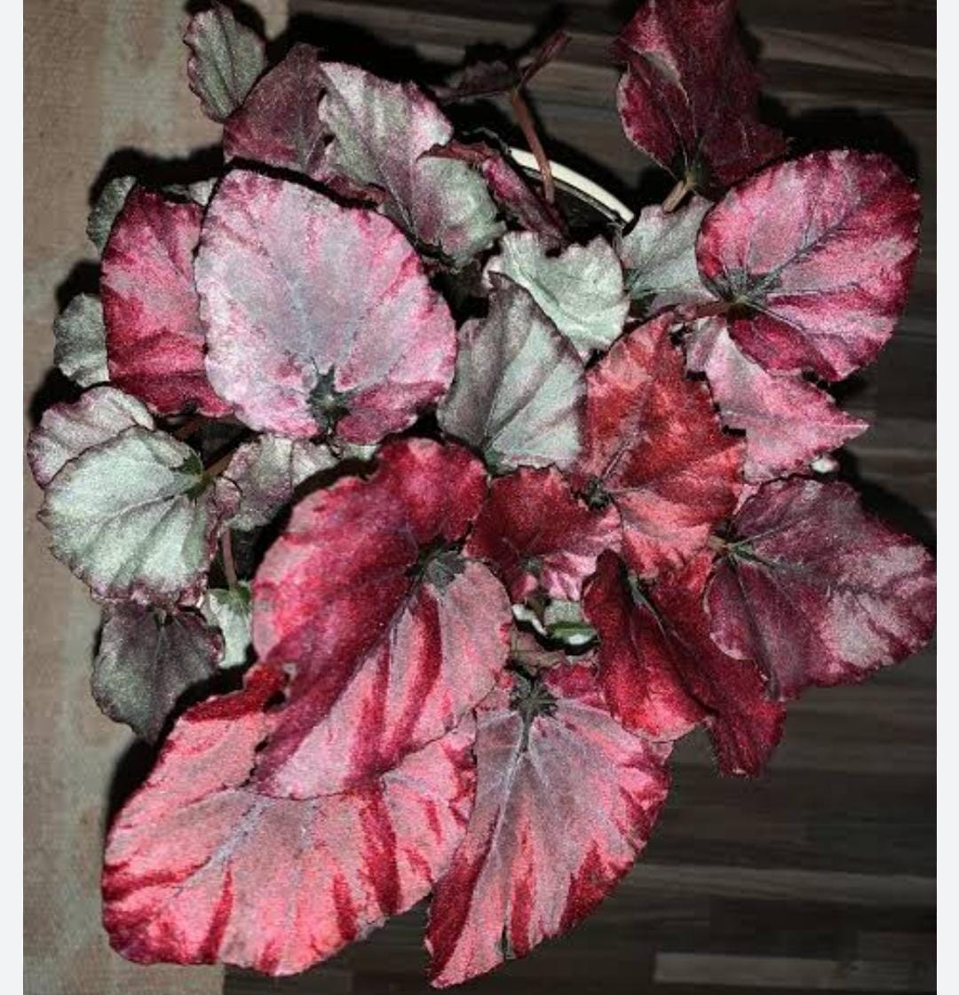 Begonia Red Bull (single plant jiffy) - Image 5