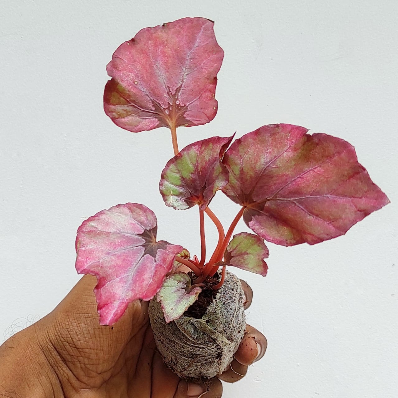 Begonia Red Bull (single plant jiffy) - Image 2