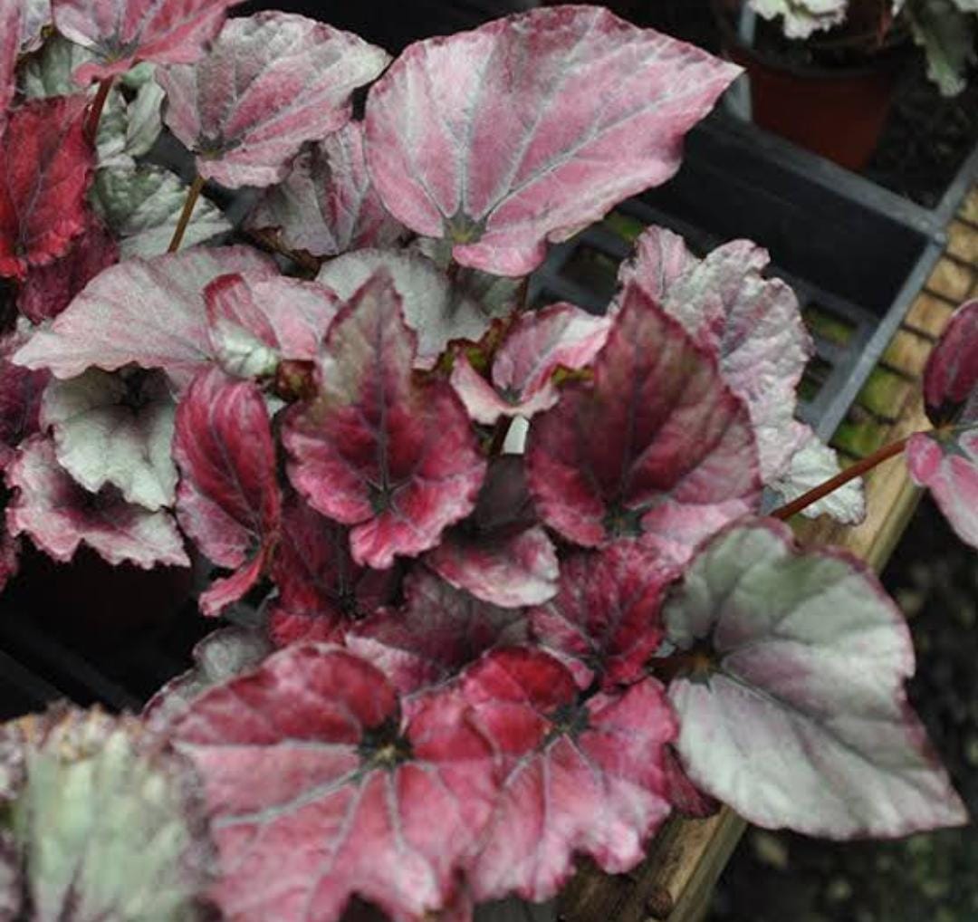 Begonia Red Bull (single plant jiffy) - Image 4