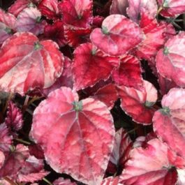 Begonia Red Bull (single plant jiffy)