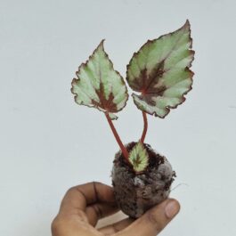 Begonia evening glow (single plant jiffy)