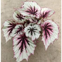 Begonia evening glow (single plant jiffy)