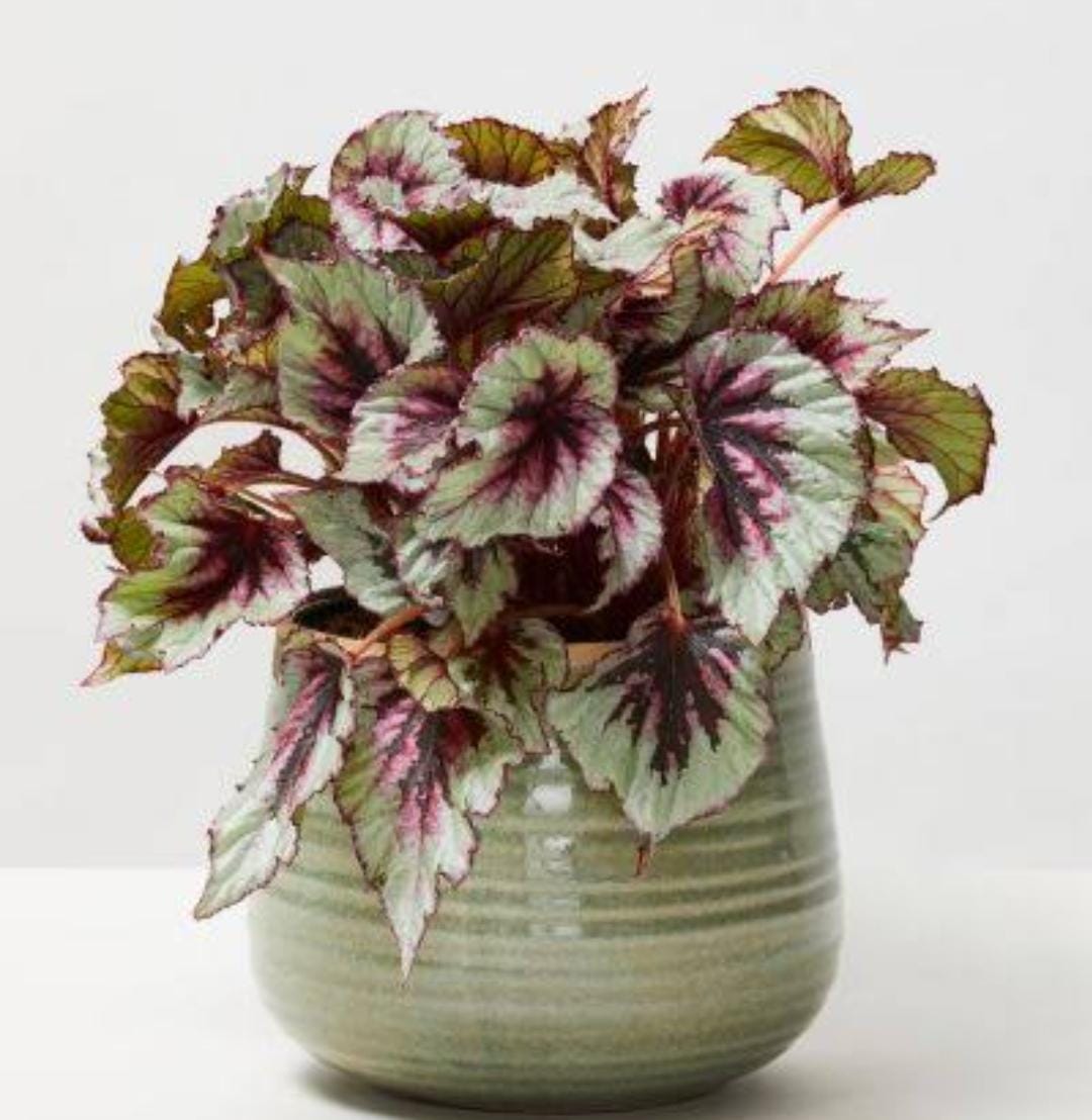 Begonia evening glow (single plant jiffy) - Image 3