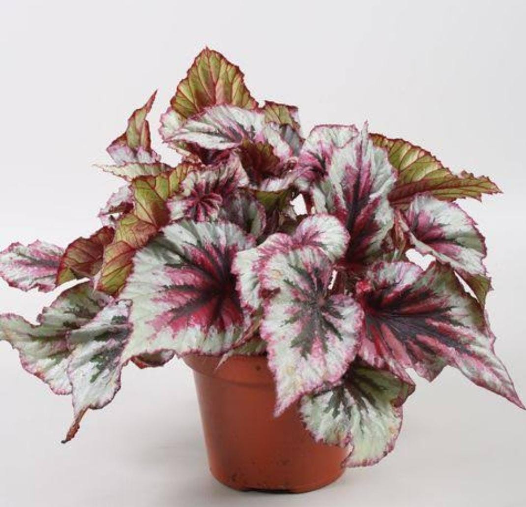 Begonia evening glow (single plant jiffy) - Image 4