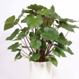 Homalomena Maggy (single plant)