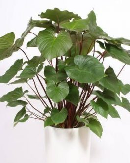 Homalomena Maggy (single plant)