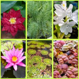 Lotus lily pond combo 2 ( 6 plants)