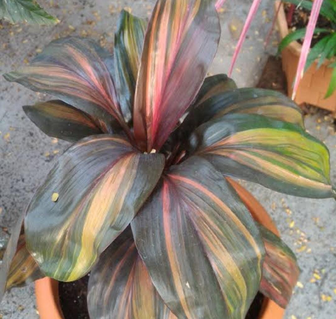 Cordyline rainbow chocolate Queen (single plant) - Image 3