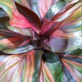 Cordyline rainbow chocolate Queen (single plant)