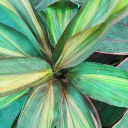 Cordyline rainbow chocolate Queen (single plant)