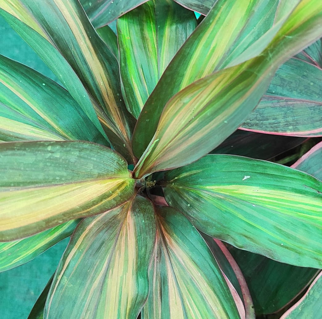 Cordyline rainbow chocolate Queen (single plant) - Image 2