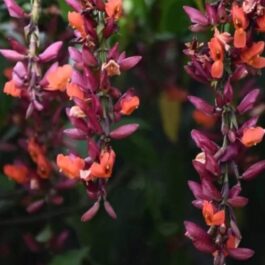 Thunbergia mysorensis (single plant)