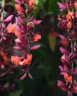 Thunbergia mysorensis (single plant)