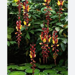 Thunbergia mysorensis (single plant)