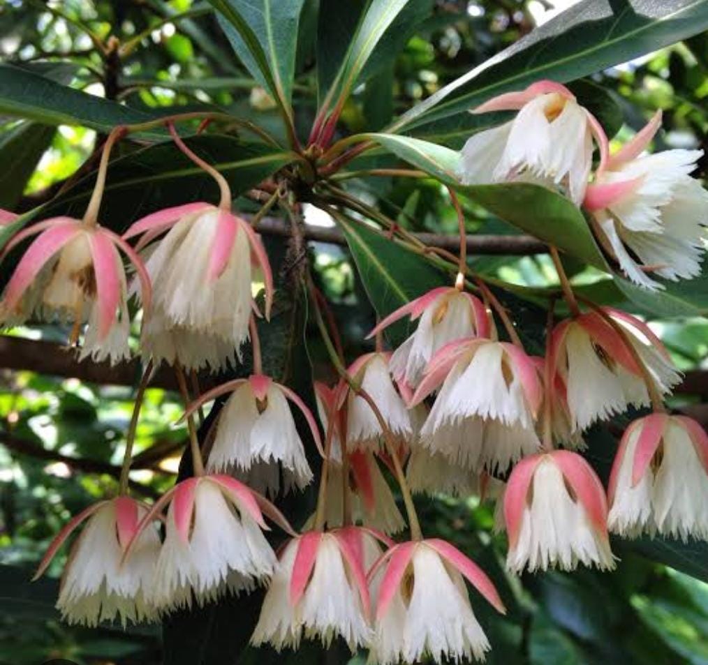 Fairy Petticoat (single plant) - Image 5