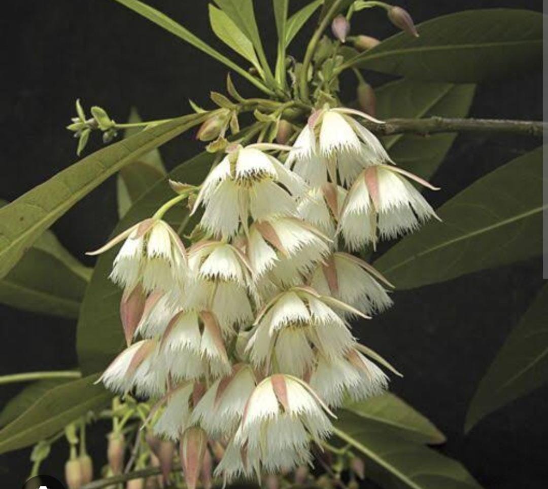 Fairy Petticoat (single plant) - Image 3