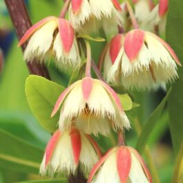 Fairy Petticoat (single plant)