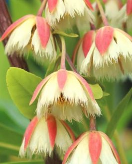 Fairy Petticoat (single plant)