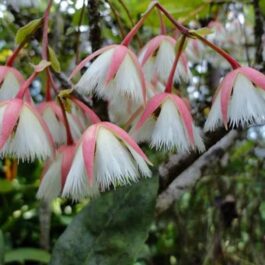 Fairy Petticoat (single plant)