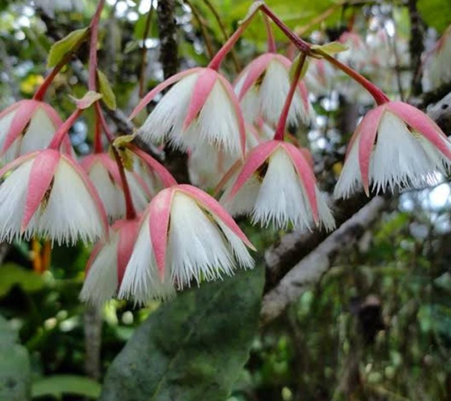Fairy Petticoat (single plant) - Image 2