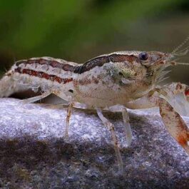 Blue Brazos dwarf crayfish ( 4 pcs)
