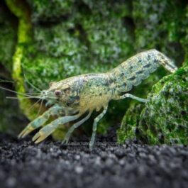Blue Brazos dwarf crayfish ( 4 pcs)