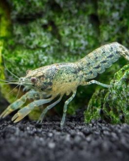 Blue Brazos dwarf crayfish ( 4 pcs)