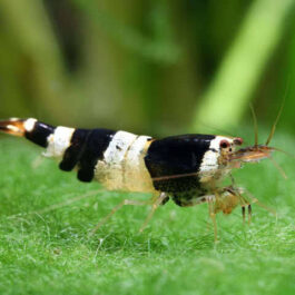 Crystal Black Shrimp ( 4 pcs)