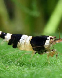 Crystal Black Shrimp ( 4 pcs)