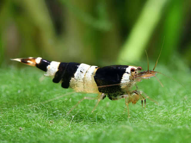 Crystal Black Shrimp ( 4 pcs)