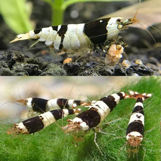 Crystal Black Shrimp ( 4 pcs) - Image 4