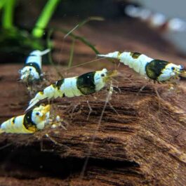 Crystal Black Shrimp ( 4 pcs)