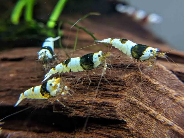Crystal Black Shrimp ( 4 pcs) - Image 2