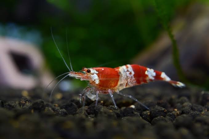 Crystal Red Shrimp ( 4 pcs) - Image 3